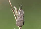 8126 - Leptarctia californiae; Tiger Moth species