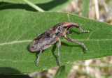 Lixus scrobicollis; Rhubarb Weevil
