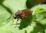 Coenomyia ferruginea; Xylophagidae Fly species