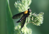 Chrysopilus thoracicus; Golden-backed Snipe Fly
