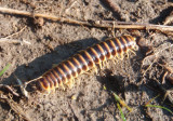 Apheloria virginiensis; Millipede species