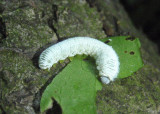 Allantinae Common Sawfly species larva