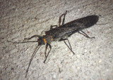 Pteronarcys Giant Stonefly species