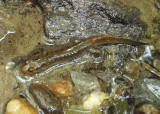 Seal Salamander