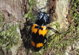 Megalodacne heros; Pleasing Fungus Beetle species