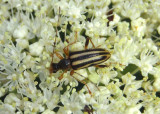 Metacmaeops vittata; Flower Longhorn species