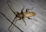 Enaphalodes rufulus; Red Oak Borer