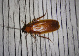 Parcoblatta virginica; Wood Cockroach species; male