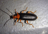 Neopyrochroa flabellata; Fire-colored Beetle species