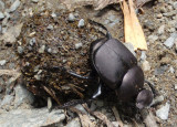 Canthon chalcites; Tumblebug species