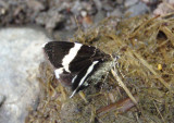 7430 - Trichodezia albovittata; White-striped Black
