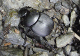 Canthon chalcites; Tumblebug species