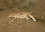 Astacoidea Crayfish species