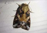 9669 - Spodoptera ornithogalli; Yellow-striped Armyworm Moth
