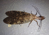 Corydalus cornutus; Eastern Dobsonfly; female