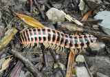 Sigmoria Flat-backed Millipede species