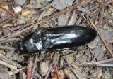 Melanactes piceus; Click Beetle species