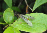 Panorpa acuta; Scorpionfly species; male