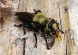 Laphria flavicollis; Robber Fly species