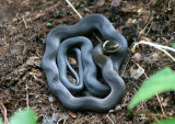 Northern Ring-necked Snake