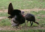 Wild Turkeys; males