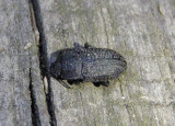 Opatrinus minimus; Darkling Beetle species