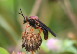 Ceraturgus elizabethae; Robber Fly species