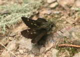 Amblyscirtes hegon; Pepper and Salt Skipper