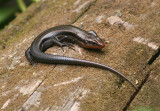 Common Five-lined Skink