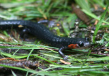 Red-cheeked Salamander