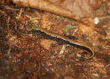 Ocoee Salamander