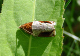 2827 - Olethreutes ferriferana; Hydrangea Leaf Tier