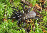 Antrodiaetus unicolor; Folding-door Spider species