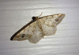 6344 - Macaria signaria; Pale-marked Angle