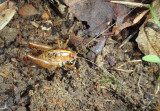 Rhaphidophoridae Camel Cricket species