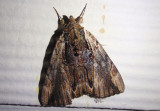 8857 - Catocala ultronia; Ultronia Underwing