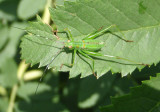 Scudderia Bush Katydid Nymph