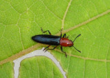 Languria mozardi; Clover Stem Borer
