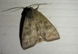 9555 - Ipimorpha pleonectusa; Even-lined Sallow