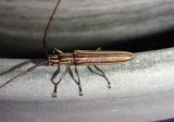 Hippopsis lemniscata; Flat-faced Longhorn Beetle