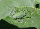 Microcentrum rhombifolium; Greater Angle-wing Katydid nymph