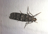 5853 - Dioryctria amatella; Southern Pine Coneworm