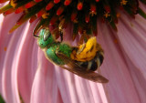 Agapostemon virescens; Sweat Bee species