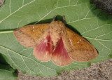 7709 - Sphingicampa bicolor; Honey Locust Moth