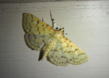 5228 - Polygrammodes flavidalis; Ironweed Root Moth