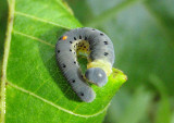Tenthredininae Common Sawfly species larva
