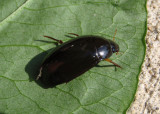 Hydrochara Water Scavenger Beetle species