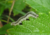 Tenthredinidae Common Sawfly species larva