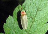 Photinus Firefly species