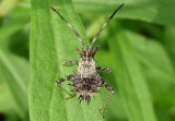 Euthochtha galeator; Helmeted Squash Bug nymph
